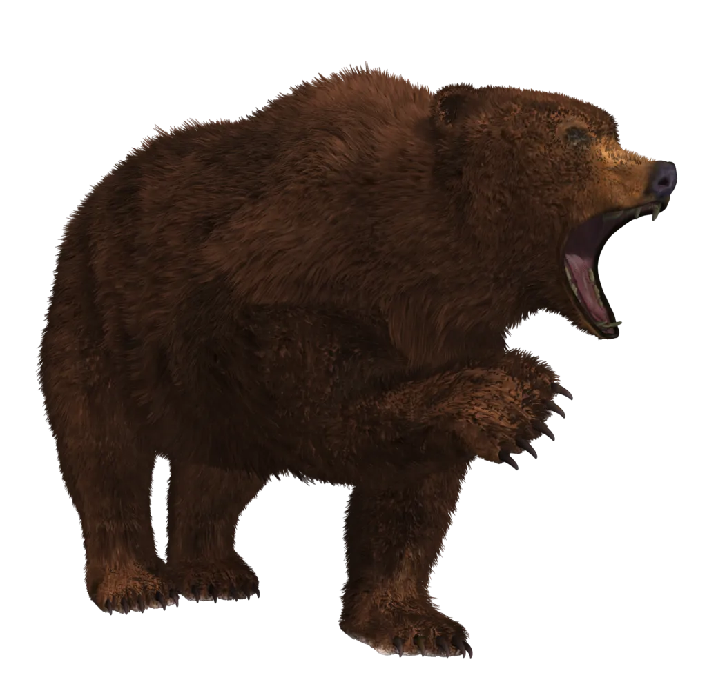 bear walking, side view, nature wildlife png